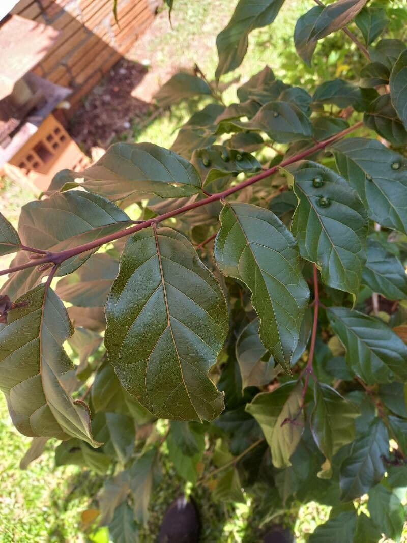 Campomanesia xanthocarpa 17