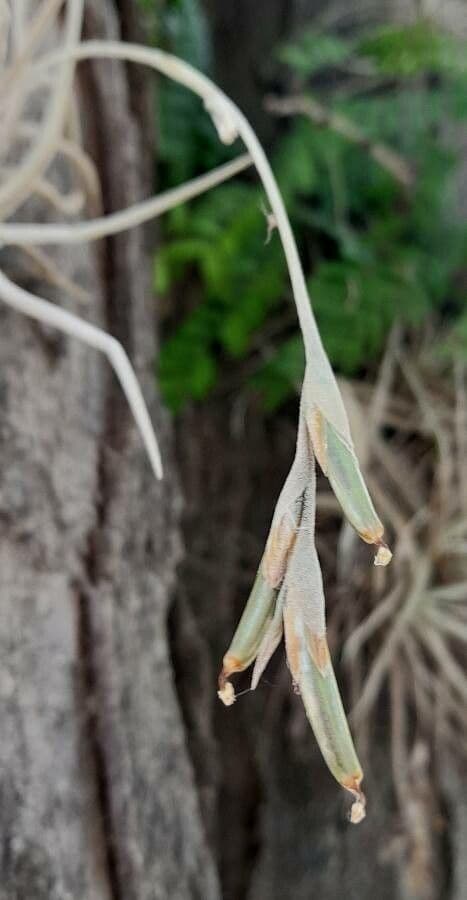 Tillandsia