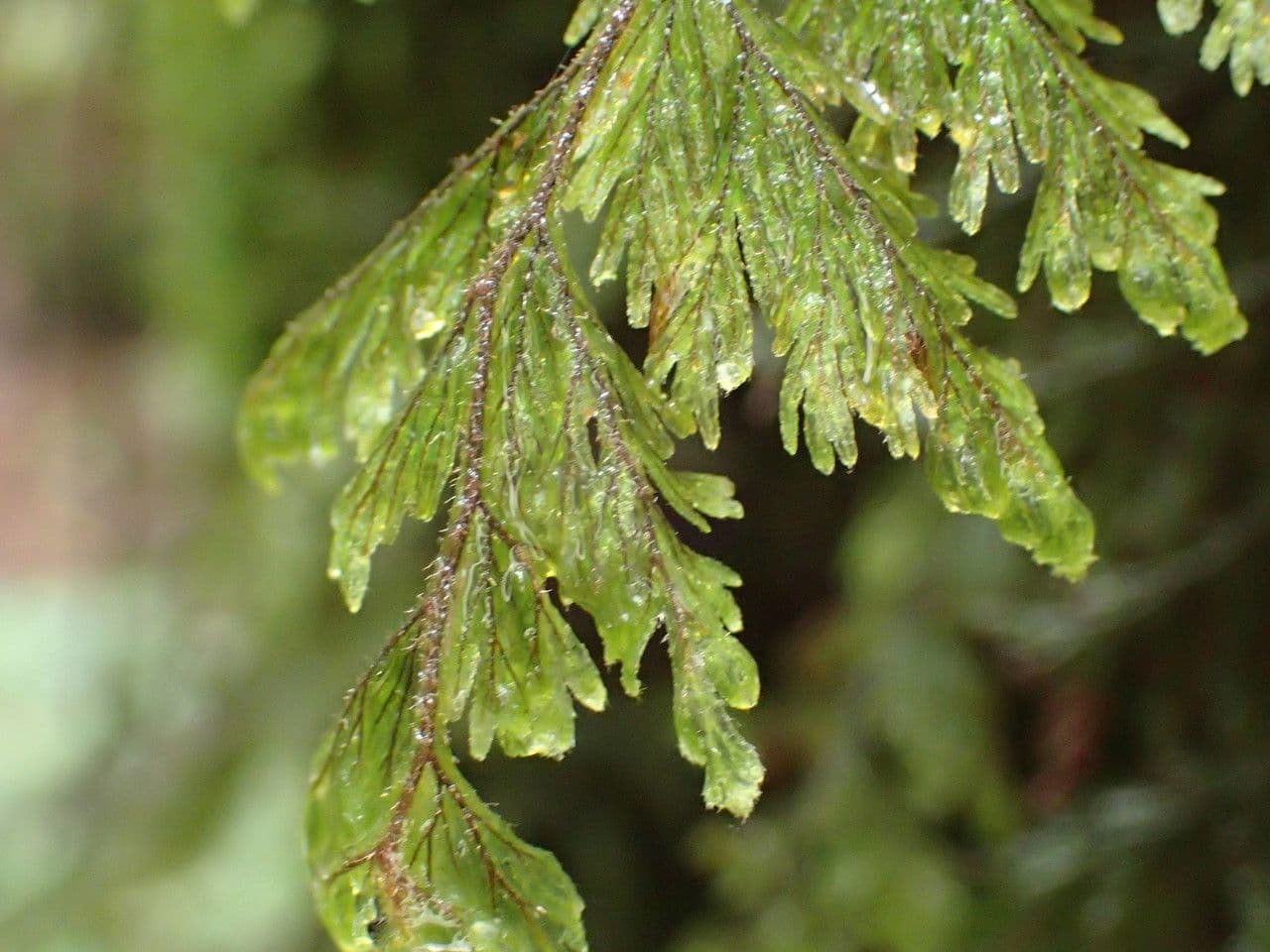 Hymenophyllum 8