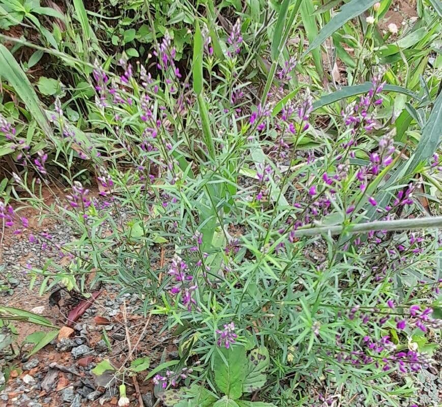Poligala paniculata 11