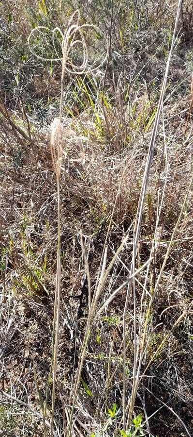 Stapfochloa ciliata 3