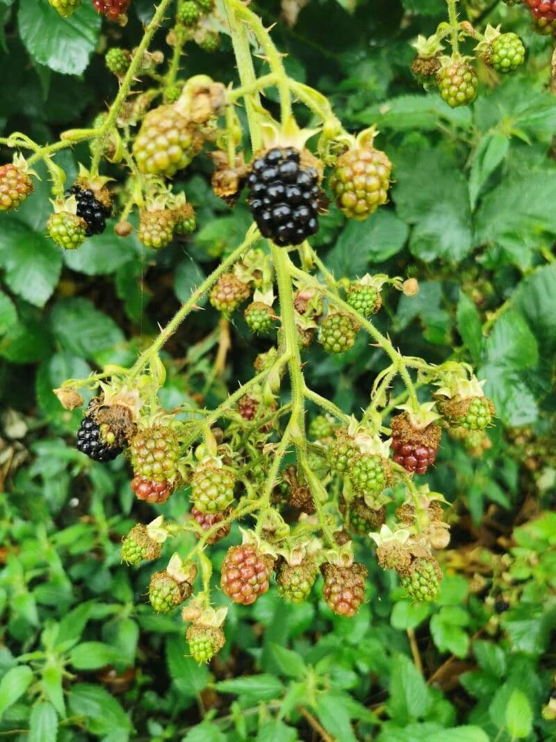 Berg-Brombeere 7