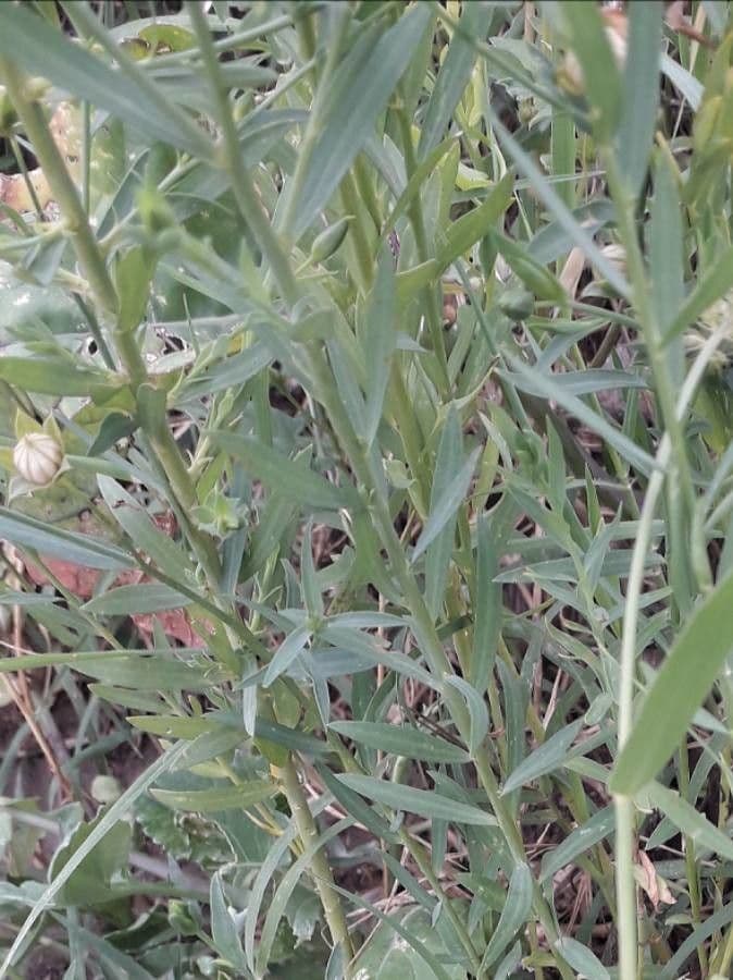 Linseed 19