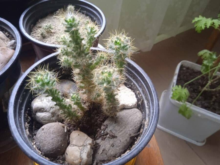 Cactus calice di rosa 15