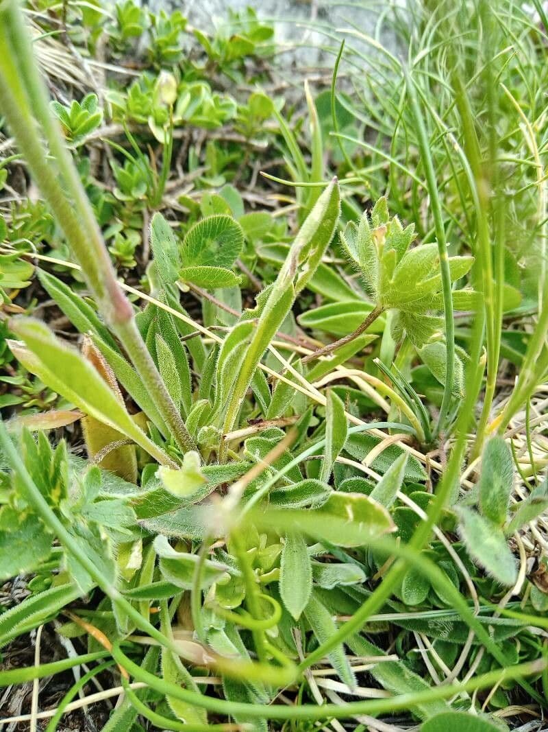 Silene 10