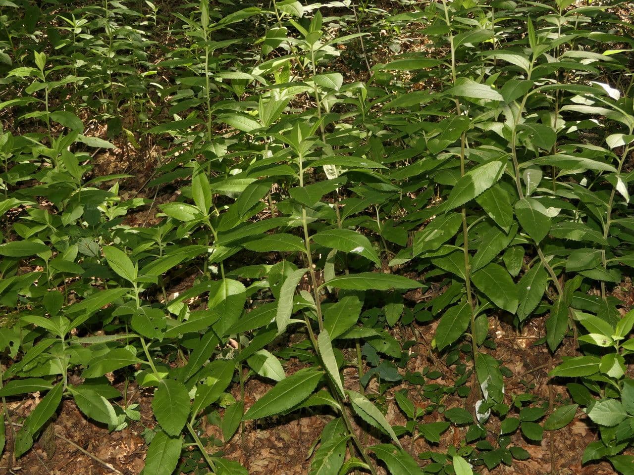 Senecio 6