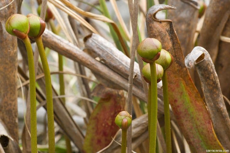 Sarracenia minore