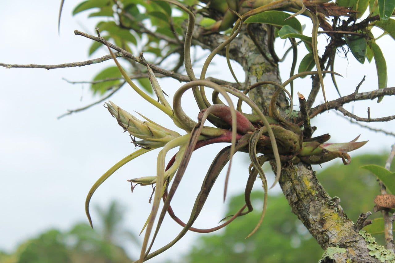 Tillandsia pancia 2