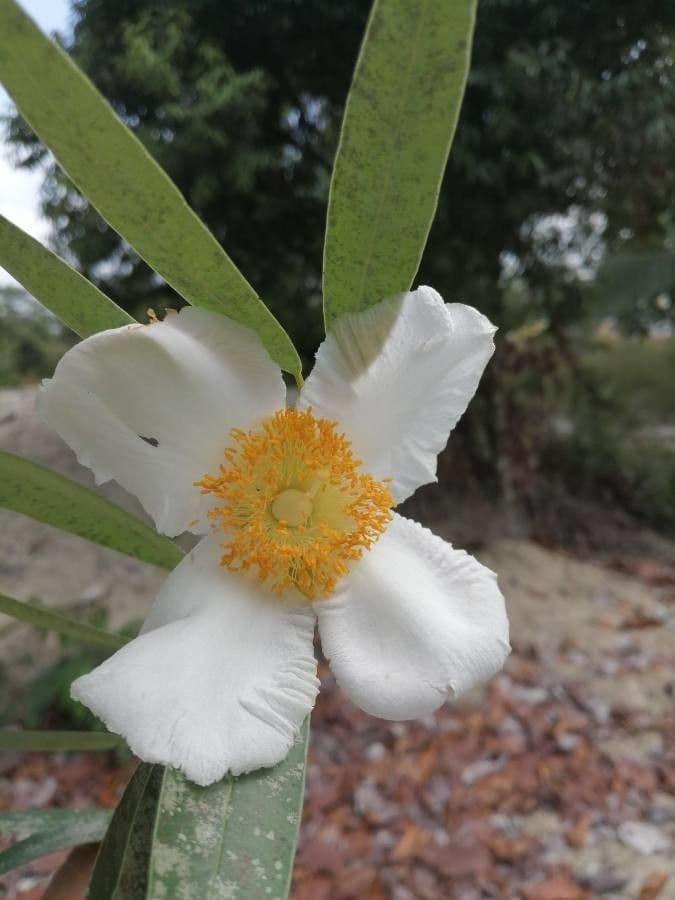 Echte Mesua 8