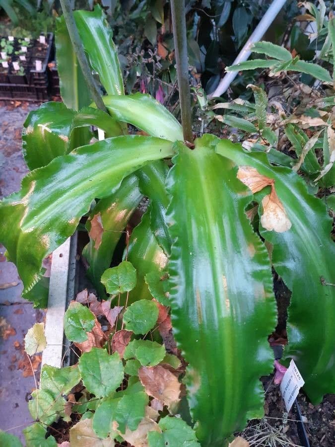 Veltheimia 11