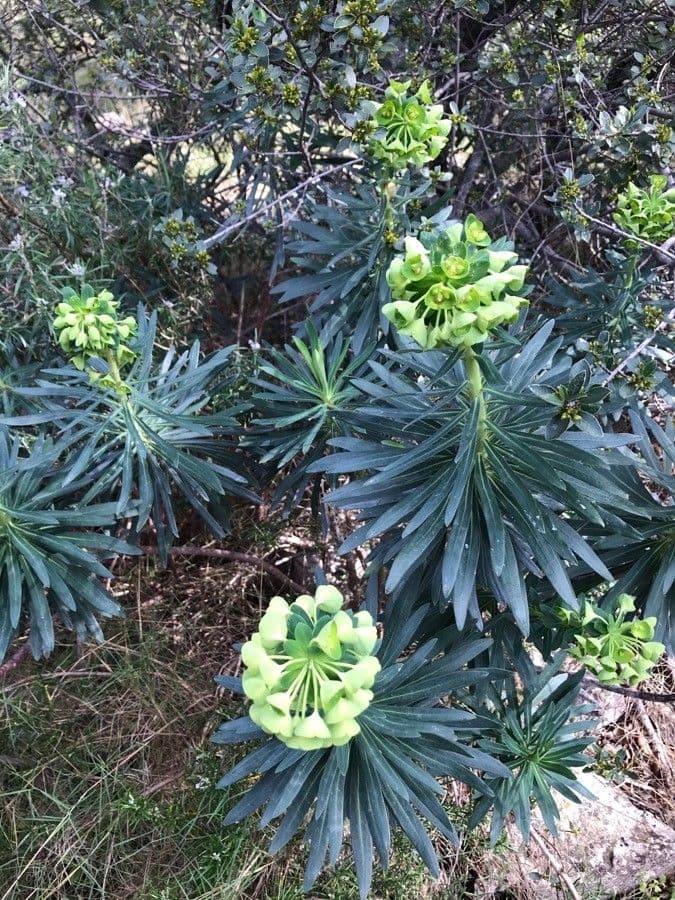 Mliečnik statný 27