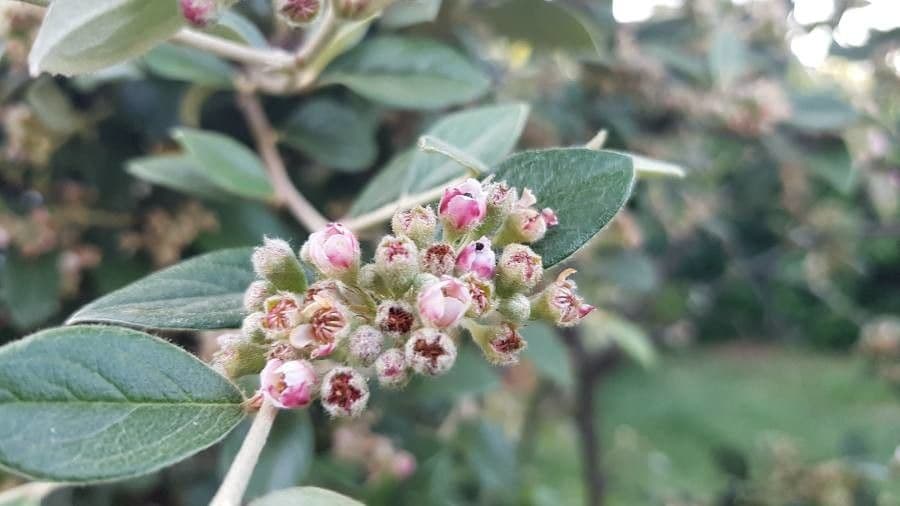 Cotoneaster di Franchet 10