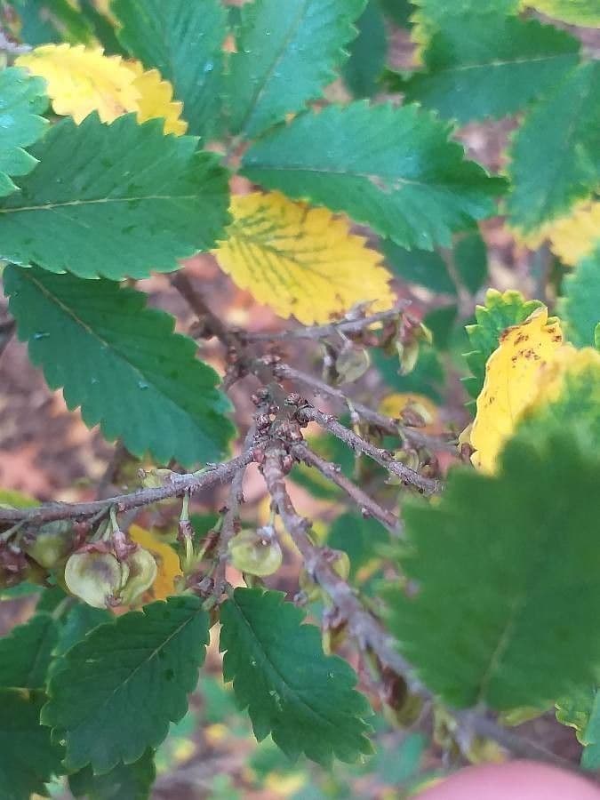 Hemiptelea davidii