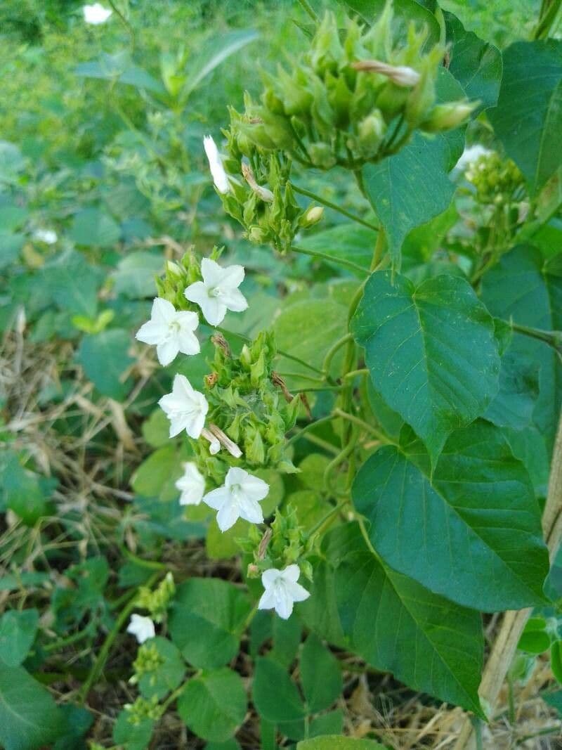Jacquemontia paniculata 2