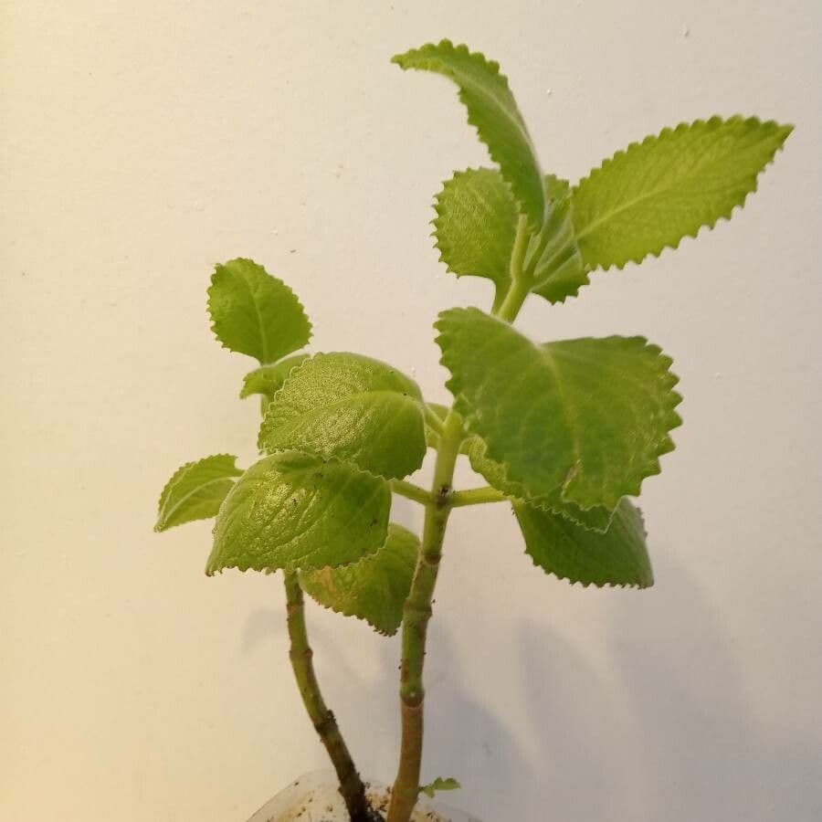 Cuban-oregano 13