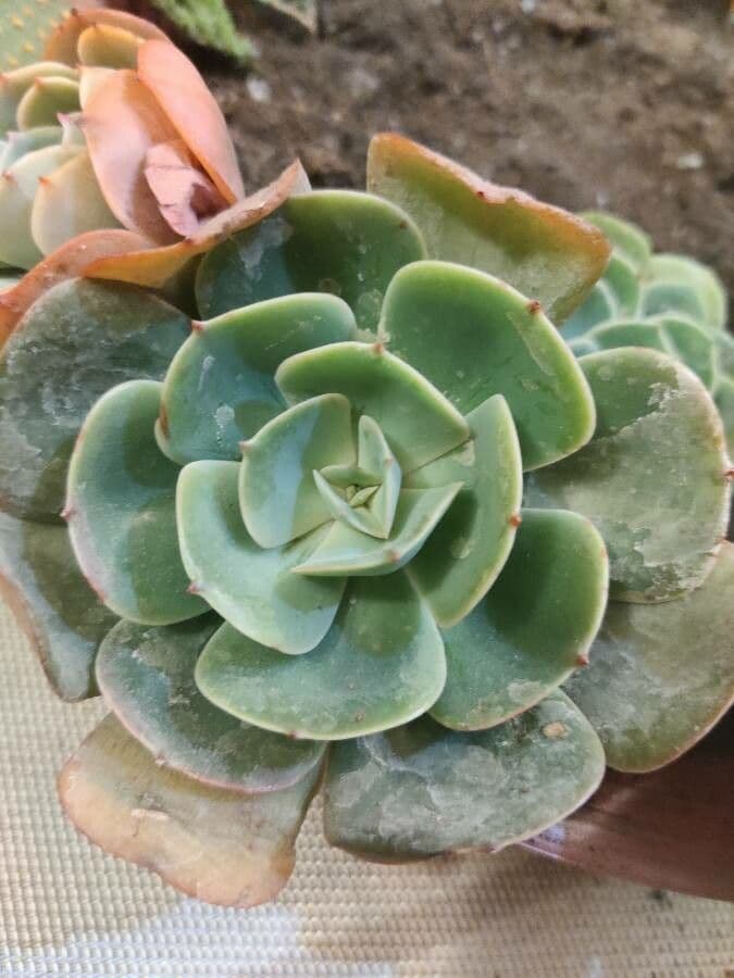 Echeveria secunda 19