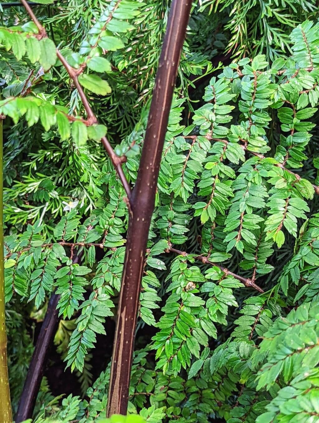 Fuchsie-Begonie 15