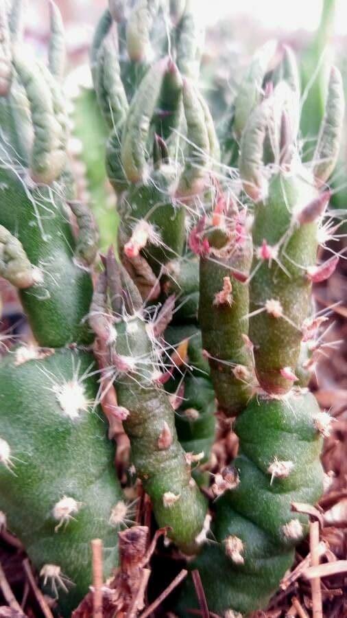 Austrocylindropuntia 12