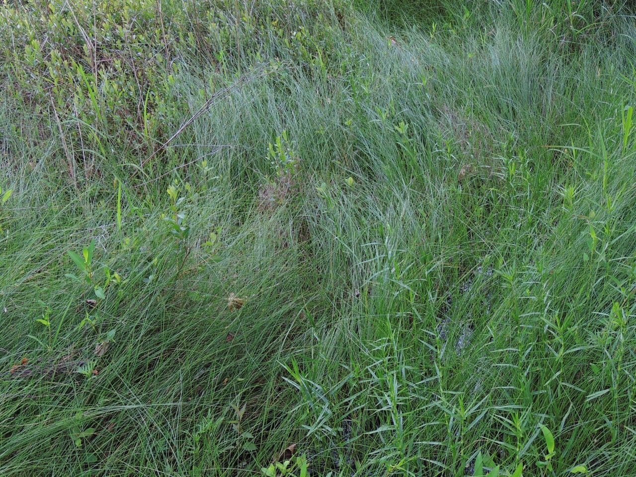 Wenigsamiger Sauerampfer 7