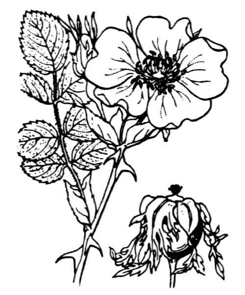 Spitzblättrige Rose 12