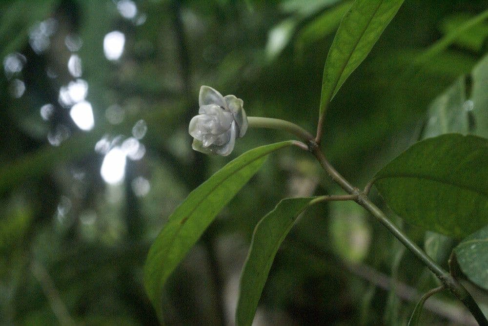 Psychotria 4
