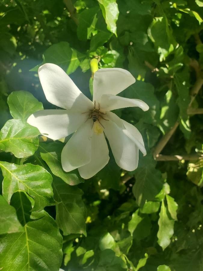 Gardenia 8
