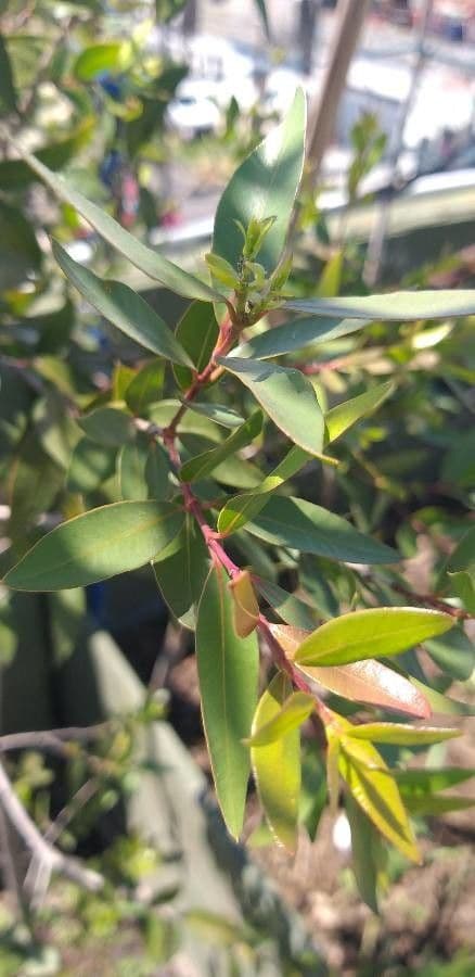 Blepharocalyx 15