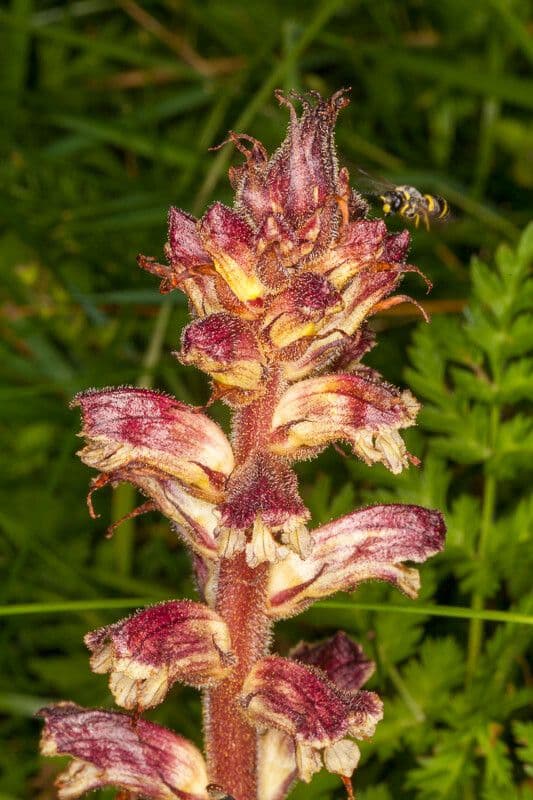 Orobanche 11