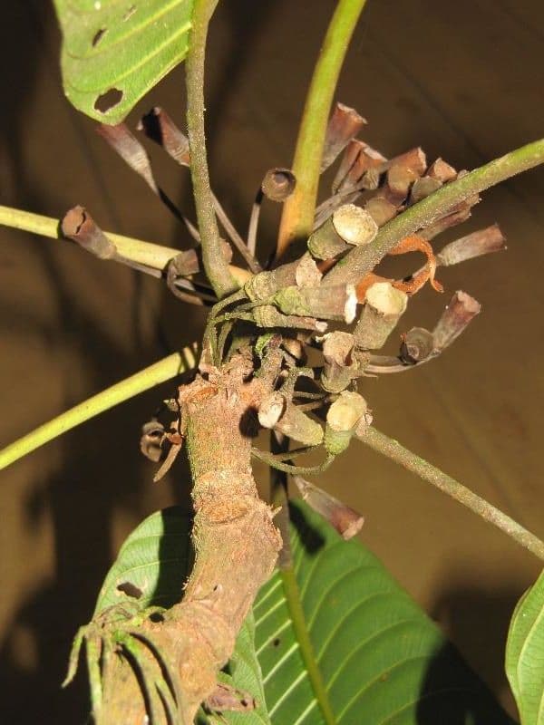 Duroia 8