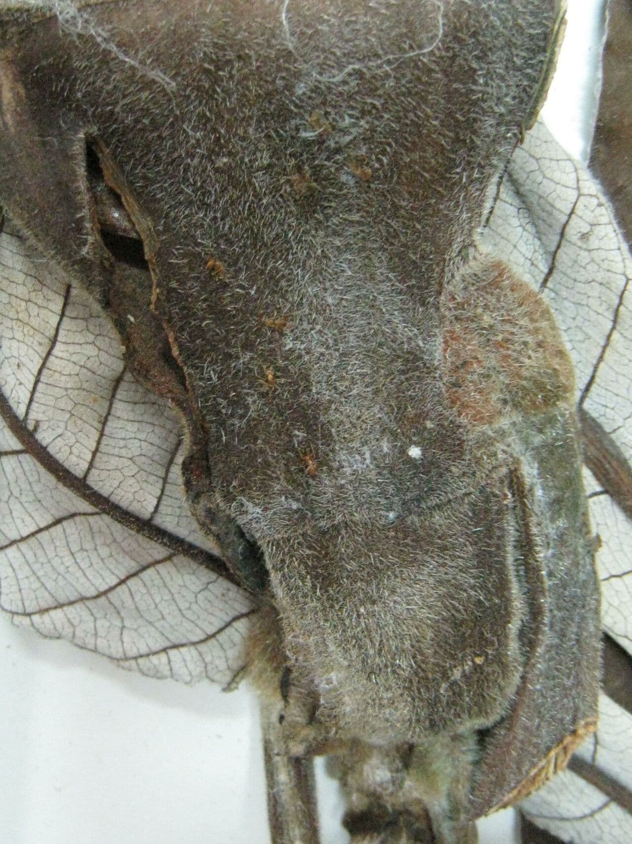 Cecropia 5
