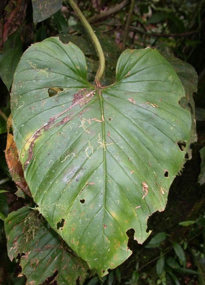 Filodendro