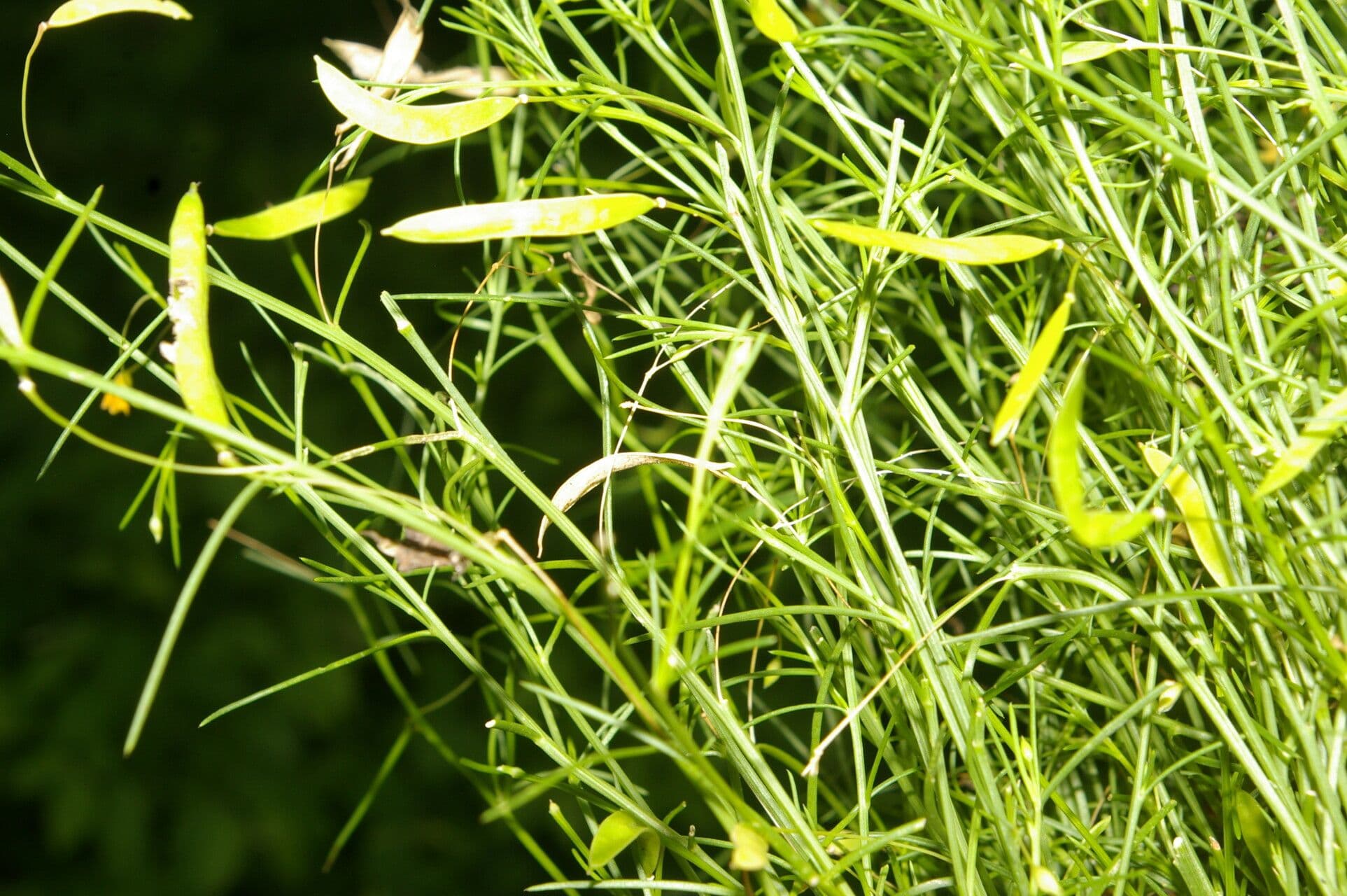 Cleome 6