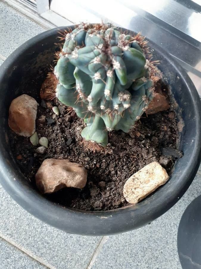 Cactus
