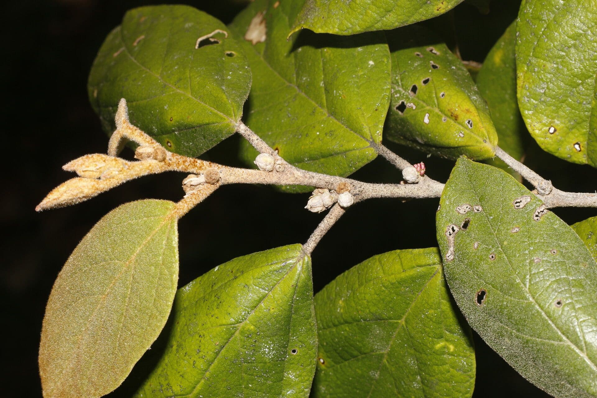 Molinadendron 15