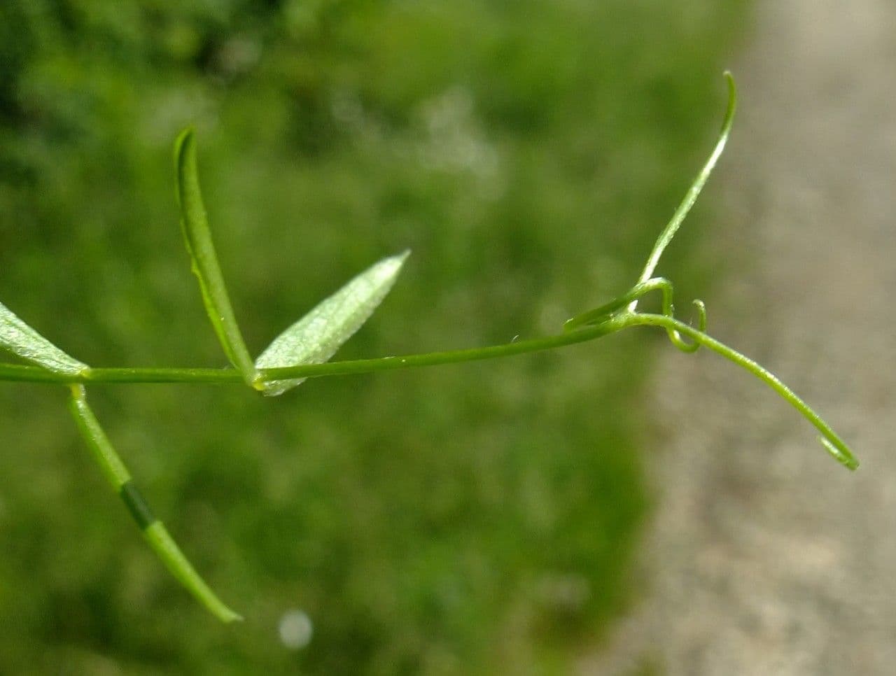 Schmalblättrige Wicke 30