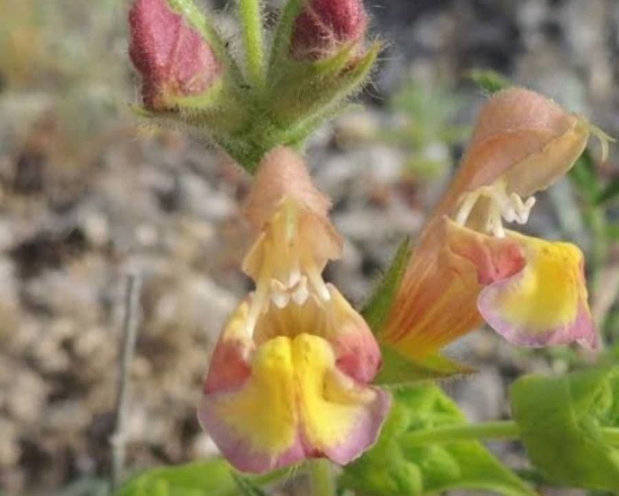 Salvia