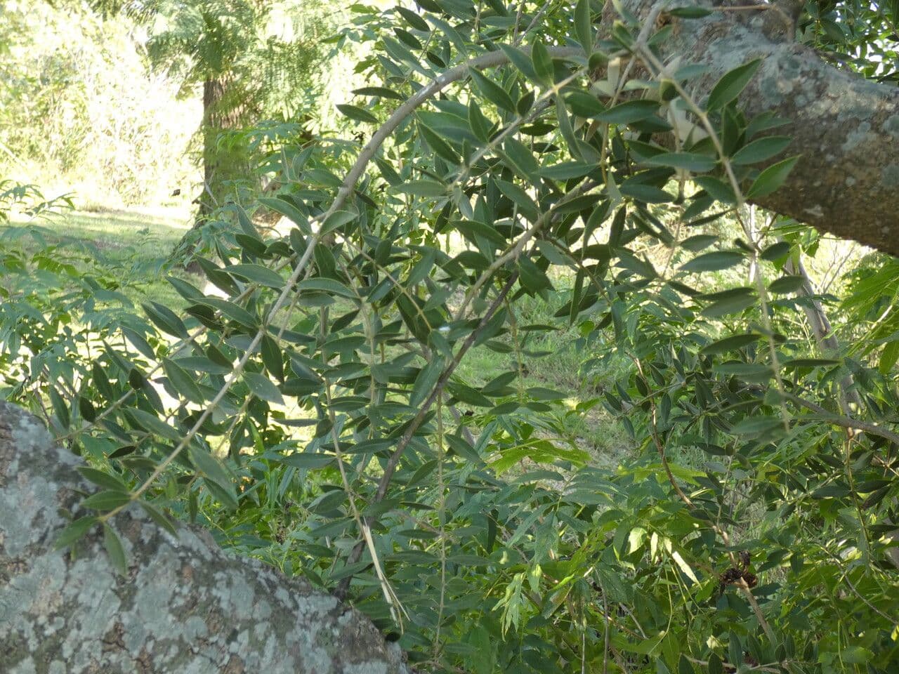 Quebracho bianco 7