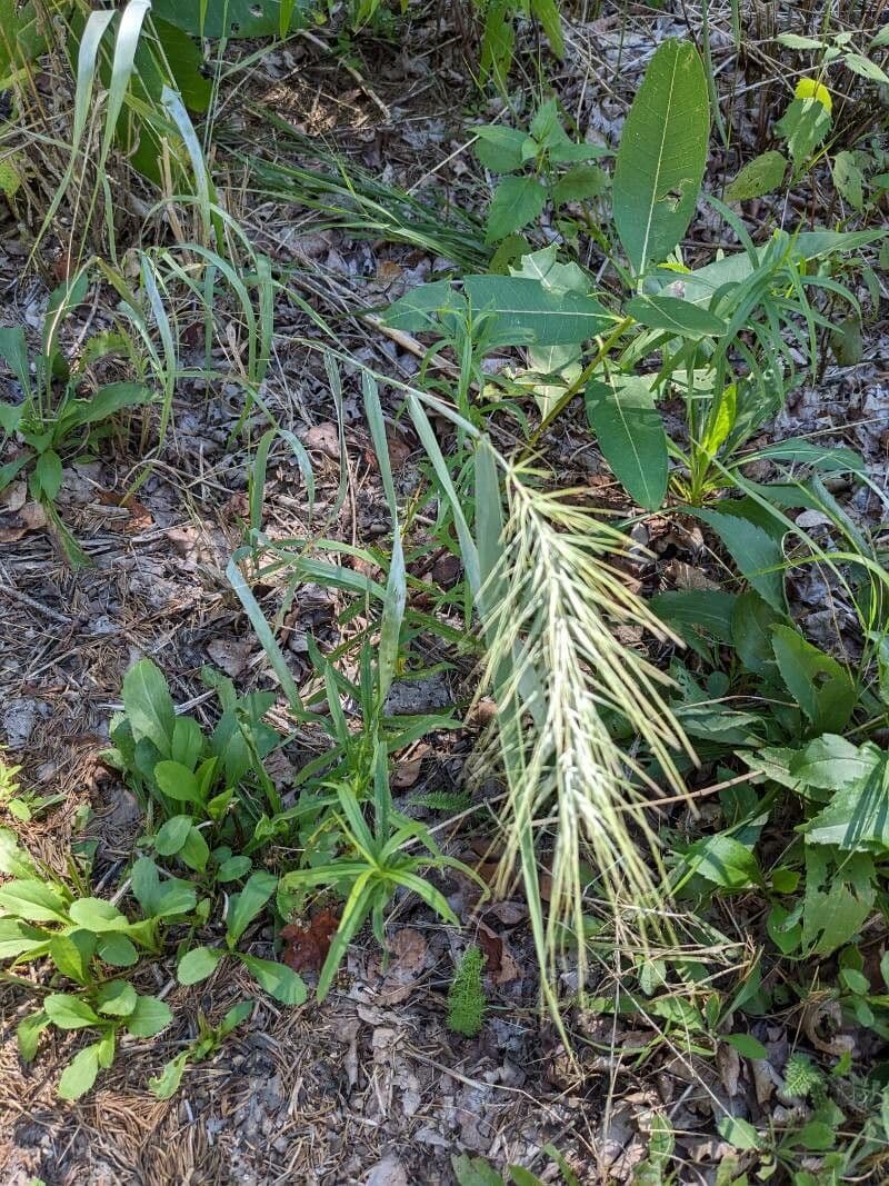 Elymus canadensis 19
