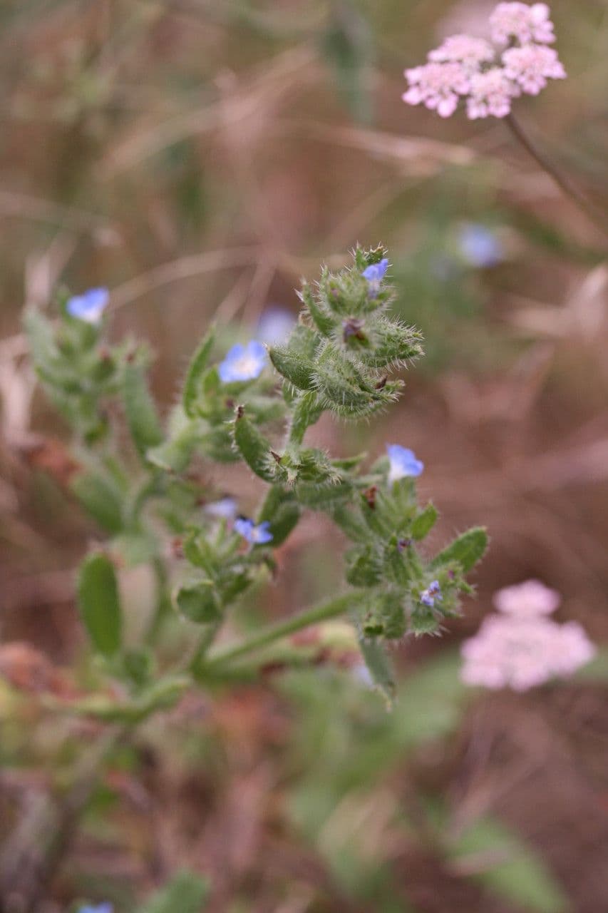 Buglossa selvatica 6