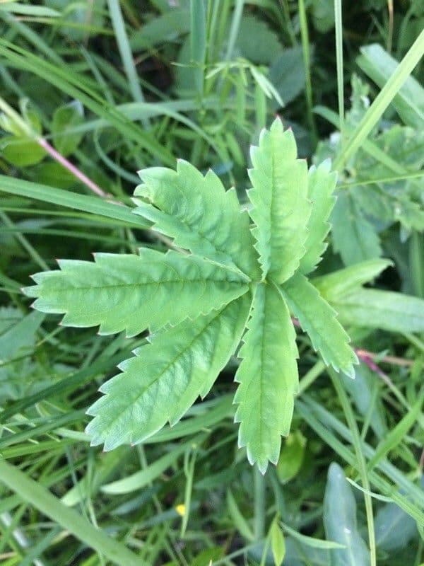 Cinquefoglie delle paludi 20