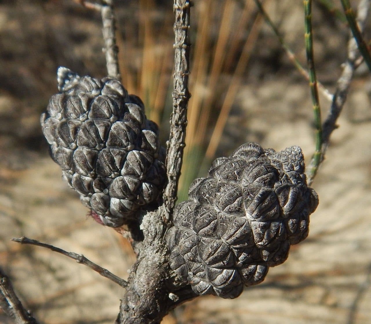 Allocasuarina di Mueller 5