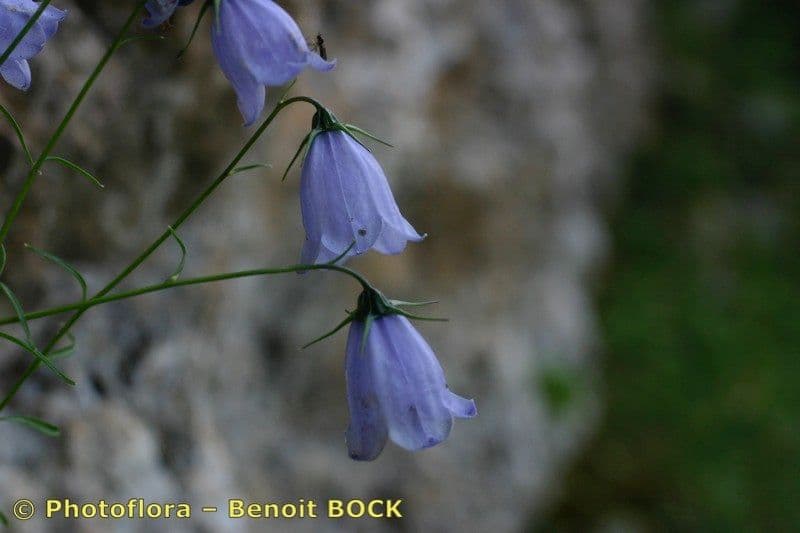 Zwerg-Glockenblume 26