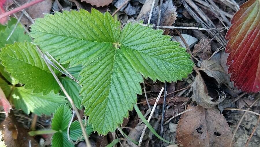 Strawberryleaf cinquefoil 19