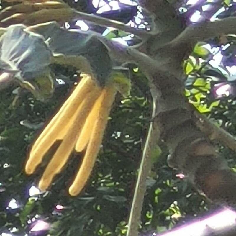Cecropie