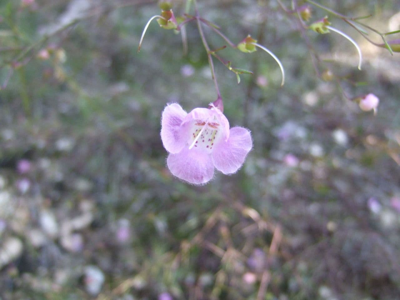 Agalinis