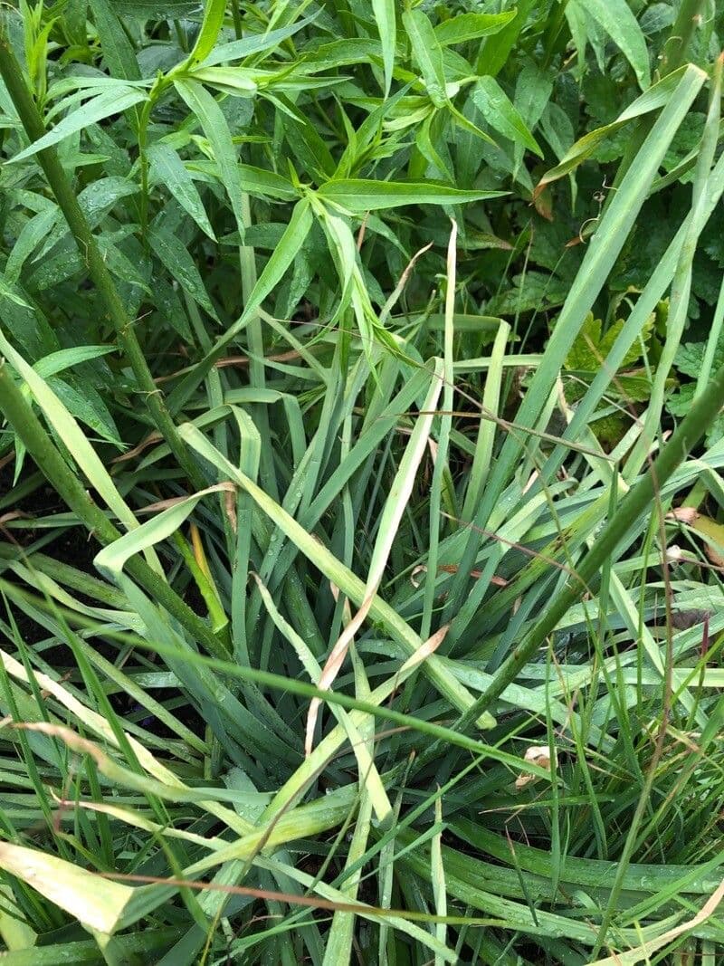Eremurus 13