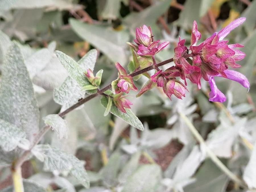 Salvia 4