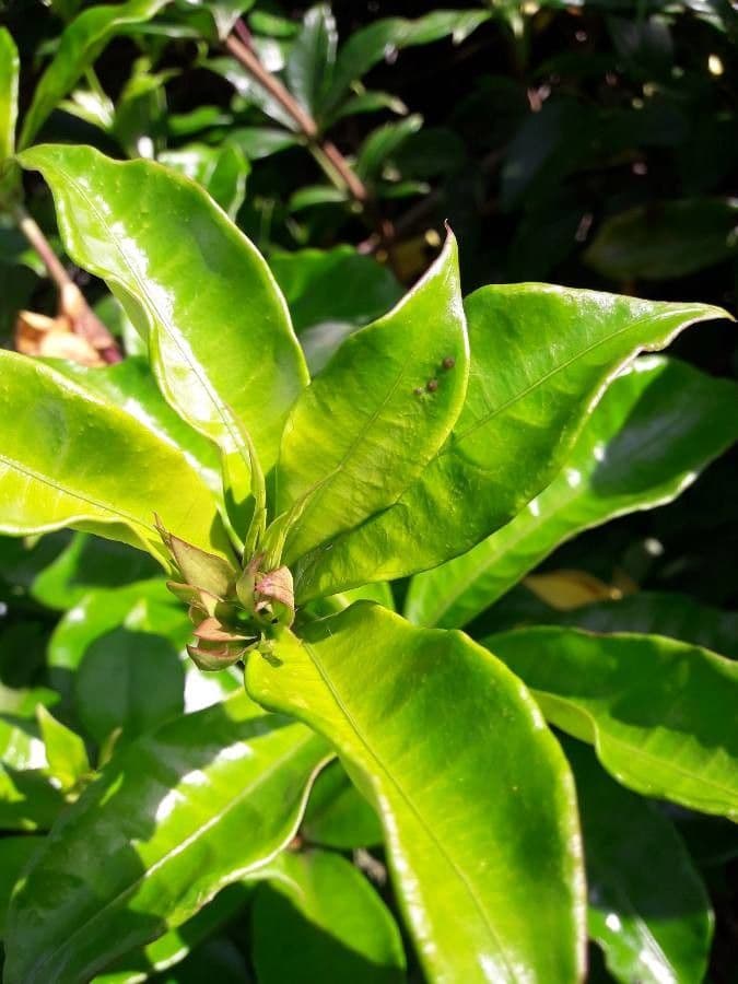 Strophanthus 9