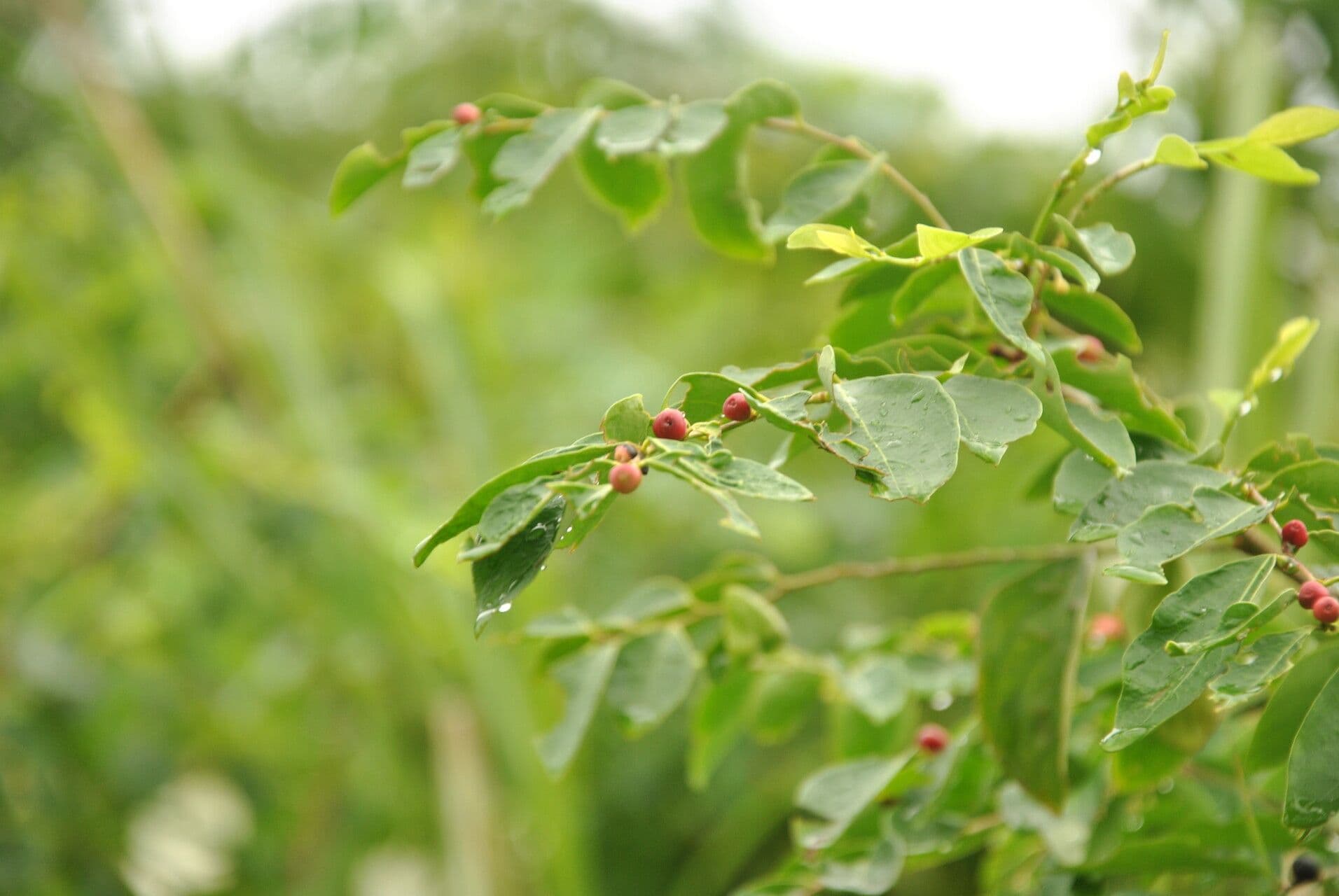 Breynia vitis-idaea 14