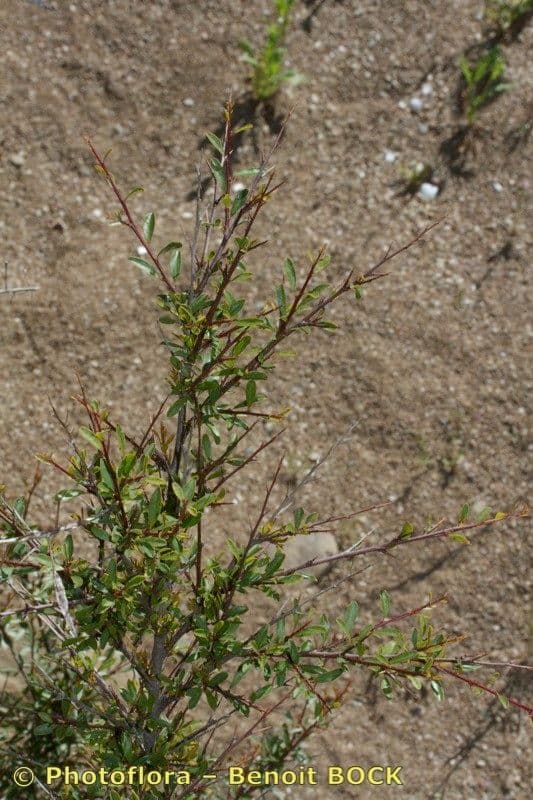 Flueggea tinctoria 11